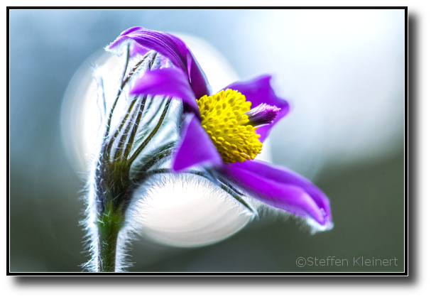 Gewöhnliche Kuhschelle, Pasque Flower, Pulsatilla vulgaris