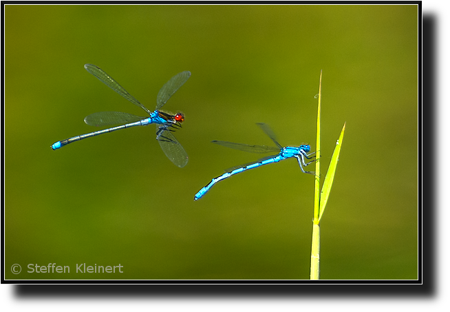 Hufeisen-Azurjungfer, Coenagrion puella, Grosses Granatauge im Flug, Erythromma najas 