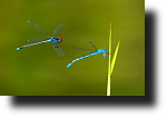 Hufeisen-Azurjungfer, Coenagrion puella, Grosses Granatauge im Flug, Erythromma najas