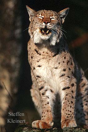 luchs