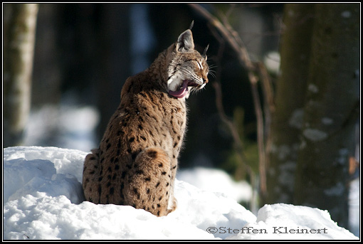 Luchs - Lynx lynx