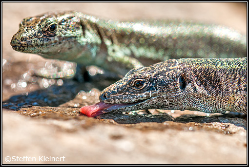 Madeira-Mauereidechse, Madeiran Wall Lizard, Teira dugesii dugesii