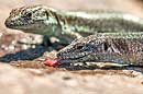 Madeira-Mauereidechse, Madeiran Wall Lizard, Teira dugesii dugesii