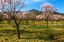 Mallorca, Mandelblüte, Mandelbaum