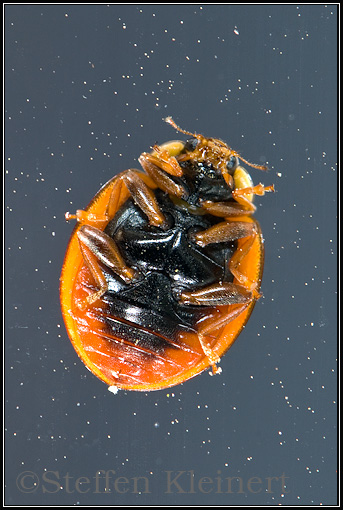 Marienkaefer, Ladybird Beetle, Coccinellidae