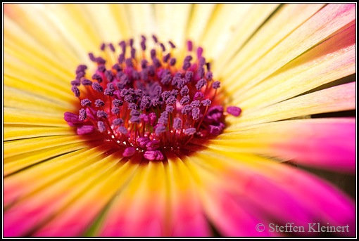 Mittagsblume, Dorotheanthus bellidiformis