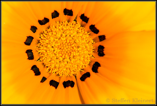 Gazanie, Mittagsgold, Gazania