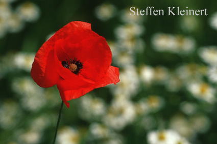 mohn