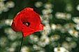 Klatschmohn, Papaver