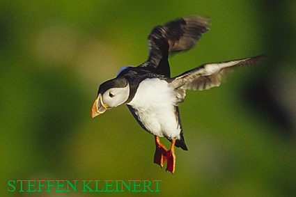 papageitaucher - puffin