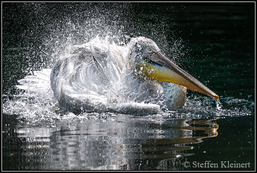 Krauskopfpelikan, Dalmatian Pelican, Pelecanus crispus