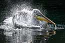 Krauskopfpelikan, Dalmatian Pelican, Pelecanus crispus