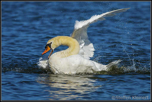 Höckerschwan, Mute Swan, Cygnus olor