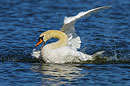 Höckerschwan, Mute Swan, Cygnus olor