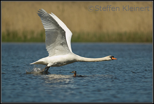 Hoeckerschwan - Cygnus olor