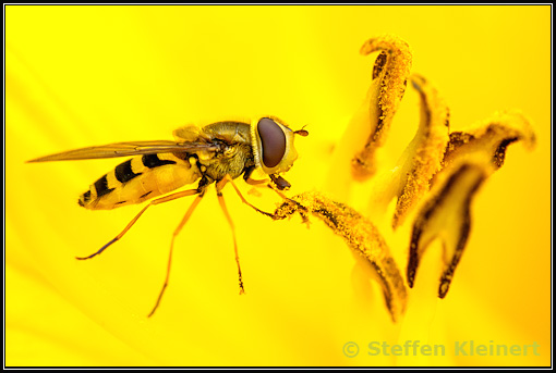 Grosse Schwebfliege, Syrphus ribesii