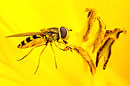 Grosse Schwebfliege, Syrphus ribesii