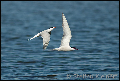 Fluss-Seeschwalben  Sterna hirundo