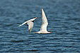 Fluss-Seeschwalben  Sterna hirundo