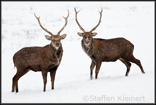 Sikahirsche im Schnee - Cervus nippon