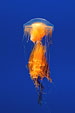 Kamtschatka-Qualle - Phacellophora camtschatica - Spiegelei-Qualle - Eigelb-Qualle - Fried egg jellyfish or Egg-yolk jellyfish