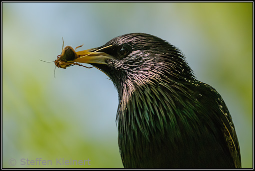 Star, Starling, Sturnus vulgaris