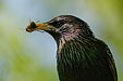 Star, Starling, Sturnus vulgaris