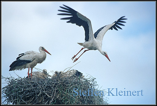 stoerche am nest