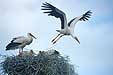 Weißstorch am Nest, Ciconia ciconia