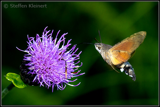Taubenschwänzchen, Macroglossum stellatarum
