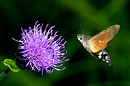 Taubenschwänzchen, Macroglossum stellatarum