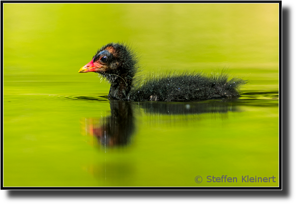 Teichralle, Teichhuhn, Common Moorhen, Gallinula chloropus