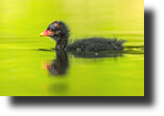 Teichralle, Teichhuhn, Common Moorhen, Gallinula chloropus