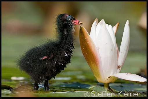 Teichralle, Teichhuhn, Common Moorhen, Gallinula chloropus