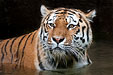 Sibirischer Tiger, Amur-Tiger, Panthera tigris altaica