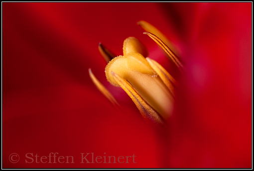 rote Tulpe, Staubblaetter u. Fruchtknoten Tulipa