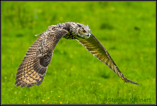 Uhu, Eurasian Eagle Owl, Bubo bubo