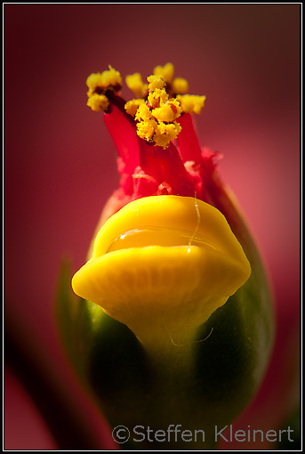 Weihnachtsstern - Euphorbia pulcherrima