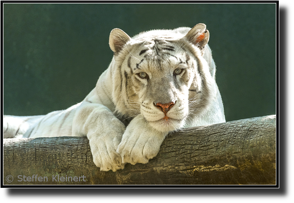 Weisser Tiger, White Tiger, Siegfried & Roy's Secret Garden, Mirage Hotel, Las Vegas, Nevada, USA