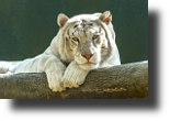 Weisser Tiger, White Tiger, Siegfried and Roy's Secret Garden, Mirage Hotel, Las Vegas, Nevada, USA