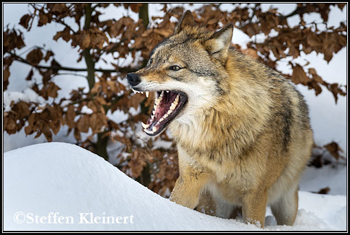 Wolf, Gray Wolf, Canis lupus